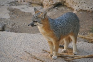 Gray Fox (1) (Medium)