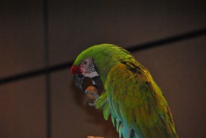 Military Macaw (1) (Medium)