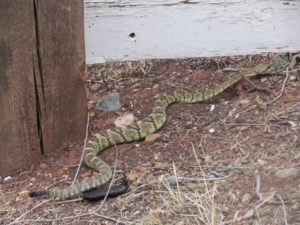 Balcktail Rattlesnake (3 med)