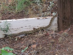 Balcktail Rattlesnake (5) (Medium)