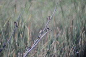 Barn Swallows 2 (Medium)
