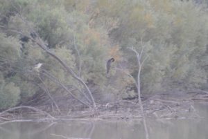 Cormorant - Night Heron (Medium)