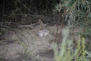 Desert Cottontail Rabbit (Medium)