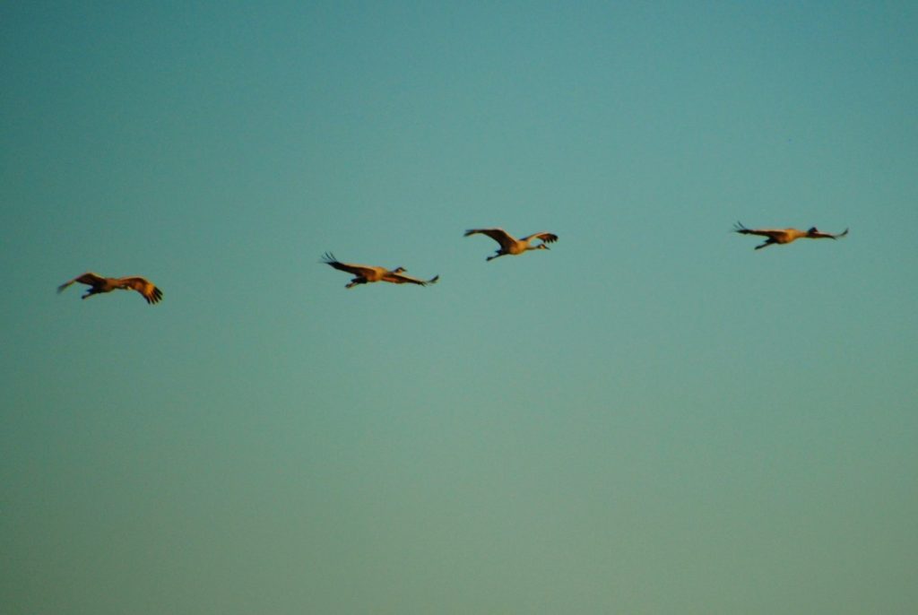 cranes-in-flight-5-medium