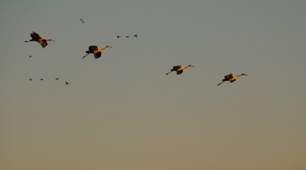 cranes-in-flight-8-medium