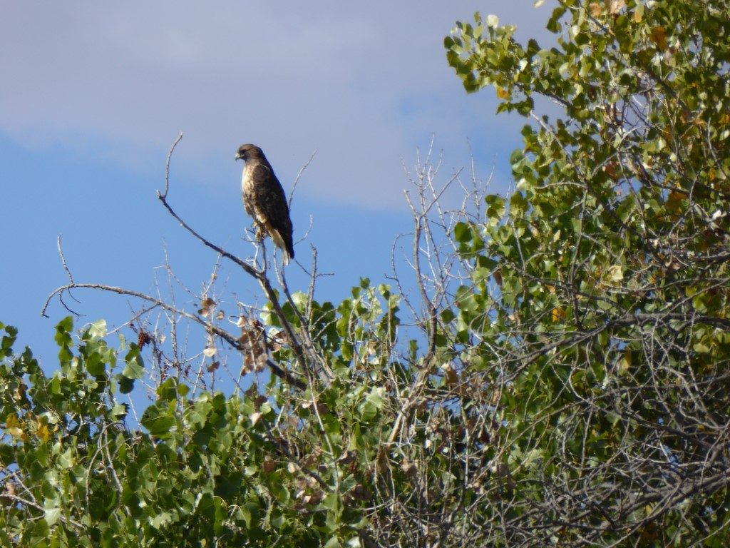 red-tailed-hawk-4-medium
