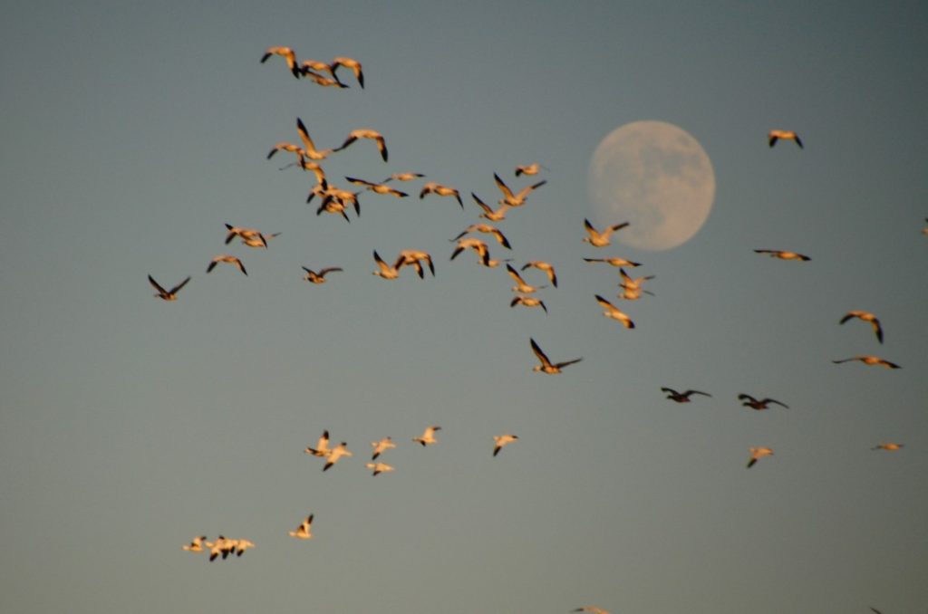 snow-geese-against-the-moon-2-medium