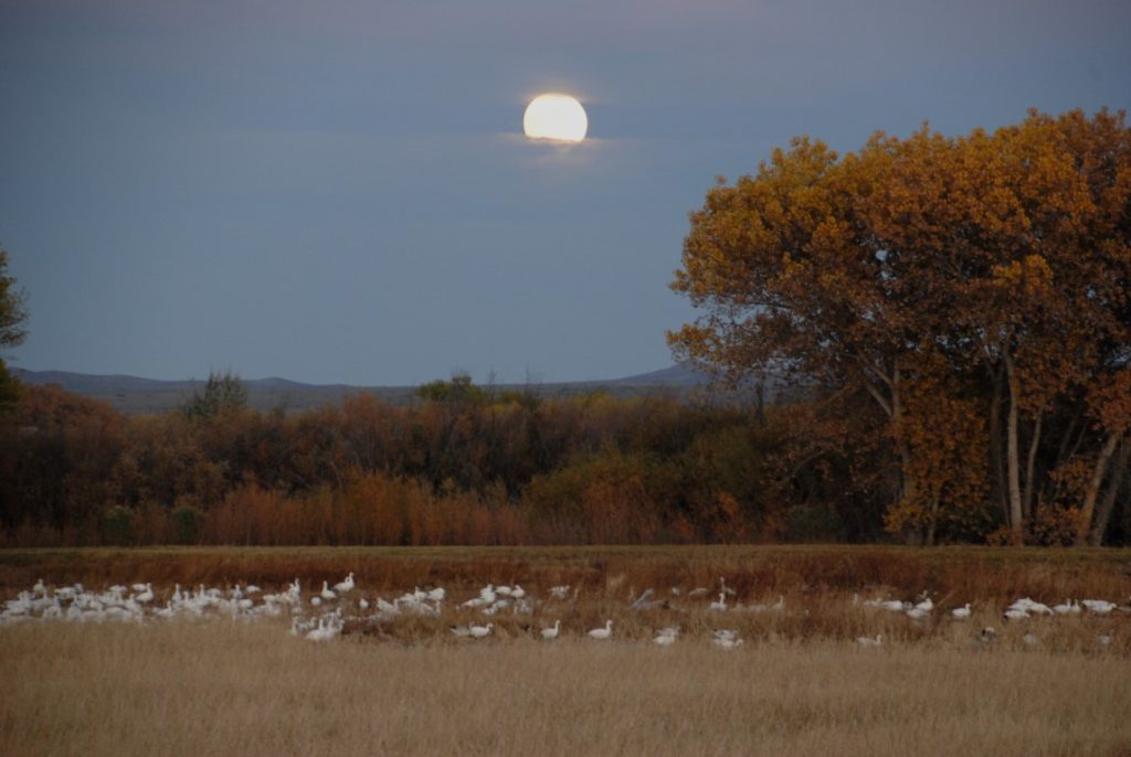 snow-geese-under-super-moon-1-medium