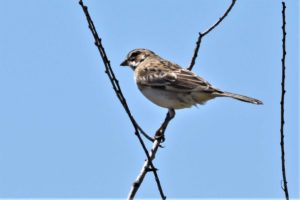 Savannah-Sparrow
