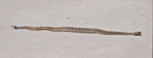 Diamondback-Rattlesnake
